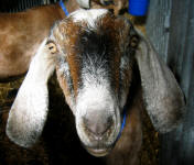 Pennsylvania Farm Show - Goat