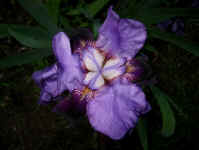Pancoast Lane Purple Iris